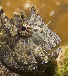 A little Molly Miller blenny (Scartella crispata) from An... by Jim Chambers 